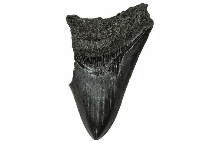 Bargain, , Fossil Megalodon Tooth - Georgia #356881